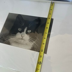 Vintagew Black & White Cat Photo Print (Signed)