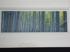 Peter Lik «Endless Birches» Birch Trees Photograph 163/950