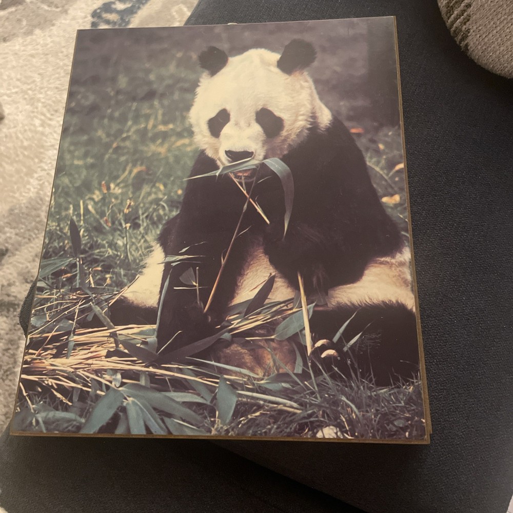 1972 Vintage Panda Bear eating Bamboo Photo Print – Fine Art Plaques Studio One