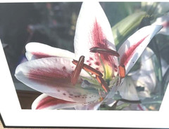 Art Photo 18×24″ William Moriarity Oriental Lily FRAMED matted signed Glass NICE