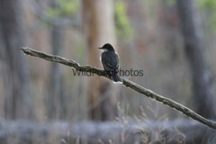 Eastern Kingbird Photo, Pick One Image – Various Sizes
