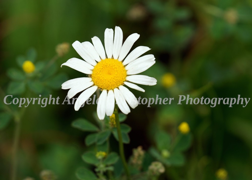 Original ACEO photo fine art print 2.5 x 3.5 inch DAISY ox-eye wildflower yellow