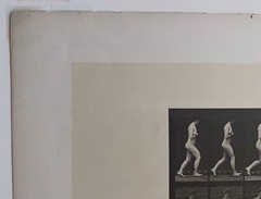 EADWEARD MUYBRIDGE authentic 1887 collotype ANIMAL LOCOMOTION PLATE 70 – lewitt