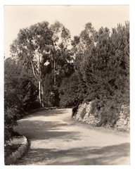 Photograph, Pictorialist style/period, Walking path, Busch Gardens (?), Pasadena
