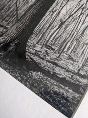 Original Black and White Photography, Nature, Tree, Custom 11×19