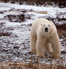 Polar Bear, Hudson Bay, Churchill, Canada, 11 x 14 Print Metallic Paper