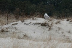 Snowy Owl Photo, Pick One Image – Various Sizes