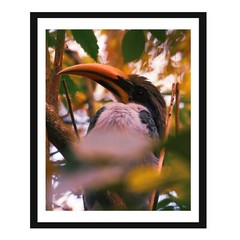 8 x 10 in Exotic Tropical Hornbill Bird in Vibrant Foliage -Wildlife Photography
