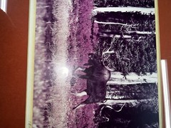 Signed THASE DANIEL photograph framed MOOSE nature beautiful