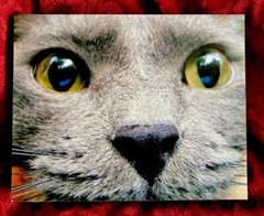 Original -Cat Face -Pet Portrait -Photoghaph- -Signed -mounted On Wood Frame