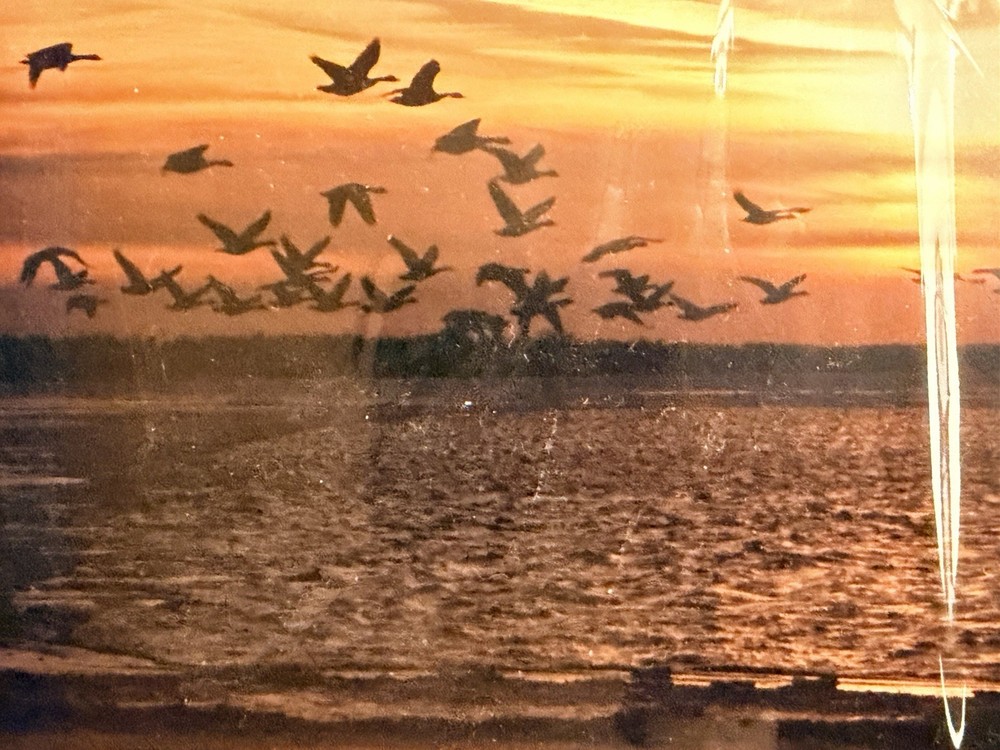 New Emmitt Phalen Sunset Geese Flock Over Water Framed Photograph Print