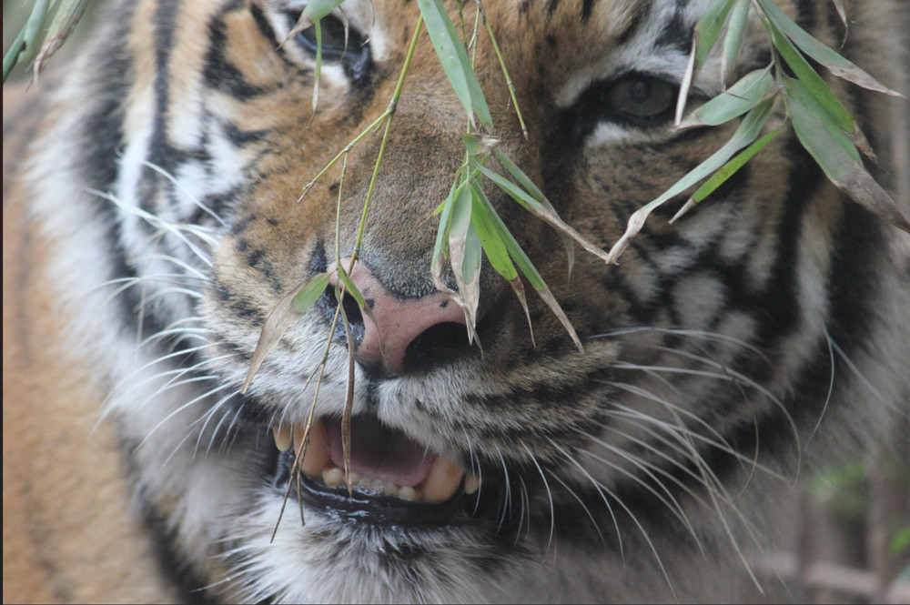 Bengal Tiger Background | Wildlife Portrait Photo | High‑Res – 001