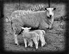 SCOTTISH SHEEP 8 x 10 Photo SCOTLAND!! LOOK!!