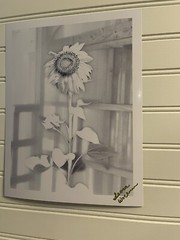 Sunflower #8 – landscape photograph 8.5X11