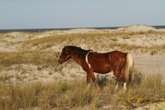 Assateague Island Nat’s Seashore Horse Photo 1, Pick One Image – Various Sizes