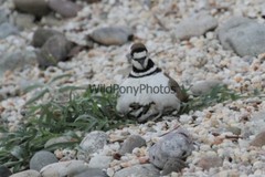Killdeer Nesting and with day old Young Photo- Pick one Image – Various Sizes