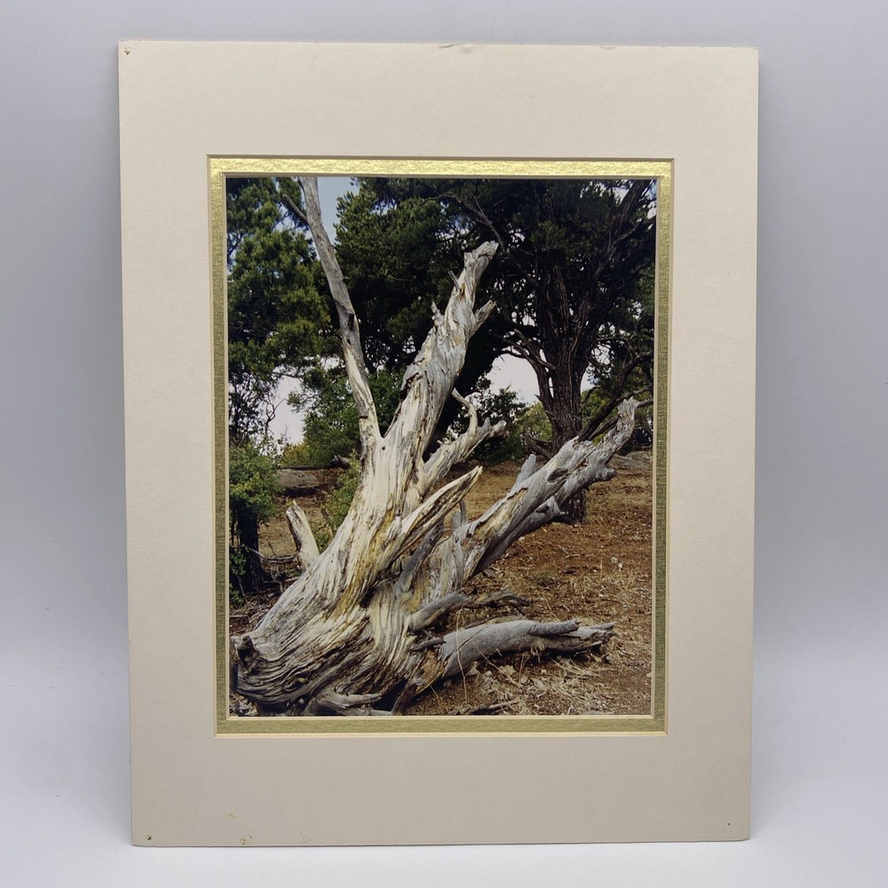 Matted Tree Landscape Photo Print 11 X 14 Wall Art Gallery Decor