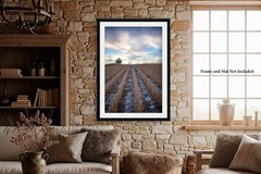 Farm Photography Print – Picture of Soybean Field Leading to Sky in Nebraska