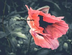 11×14 Inch Print Original Photo Photography Wall Art Landscape Flower Nature