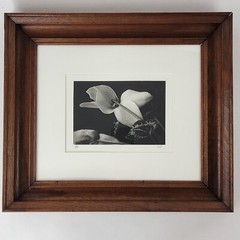 Steven Michael Bogdonas | Original Hand-Printed Photo of Flowers (2002)