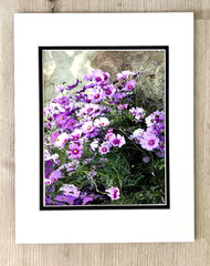Photo Of a Garden Bouquet of Cosmos : Matted Size 14”x11”