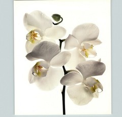 1980 Irving Penn ORIGINAL Phalaenopsis Sanderiana Orchid Art Photo 11″ X 14″