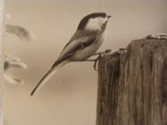 2 Antique Signed Halley Erskine Bird Photographs 4 1/2″ by 6 3/8″