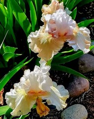 8 «x 10» Peach Irises AZ Print Bluebonster-Art, Hand Signed/ Numbered