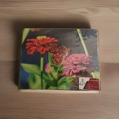 Butterfly Flowers Photography Nature Original Fine Art Photograph New
