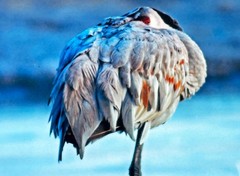Signed & Framed Bird Photograph – Double Signed – Water Bird Art 16.5″ x 13.5″