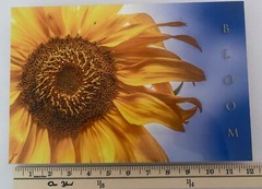 Sunflower «Bloom» Original Signed / Framed Photograph 8×12