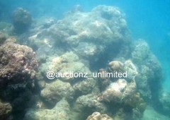 Digital Image Picture Photo Pic Andaman India underwater coral life scuba AND035