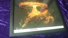JELLYFISH by GAIL OTTENHEIMER – THE FRAMED SCIENCE NATURE PHOTOGRAPH 14×11 Inche