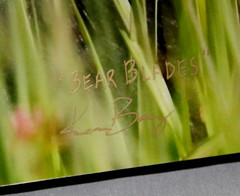 Black Bear in Grass «Bear Blades» 16″ x 20″ Mounted Wildlife Photo by Kim Barry