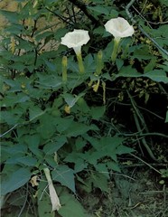 1962 Eliot Porter Glen Canyon Moonflower Moqui Creek Art Photo Gravure