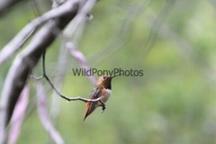 Hummingbird Photo, Pick One Image – Various Sizes