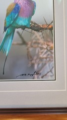 Thomas Mangelsen Jewel of the Serengeti signed numbered