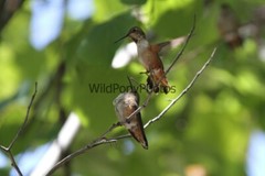 Hummingbird Photo, Pick One Image – Various Sizes