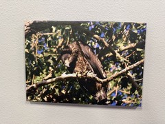 Young Bald Eagle On Canvas, Approximately 20×14 Inches