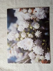Lot of 8 Photo Prints Flowers & Nature Print Wall Art 8.5″x11, on Kodak
