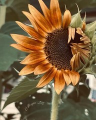 Winking Sunflower