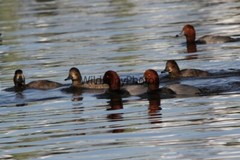 RedHead Duck Photo, Pick One Image – Various Sizes