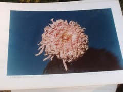 LOT 3 ORIGINAL COLOR PHOTOGRAPHS OF PLANTS FLOWERS SPECIES 14.5 X 10.25 INCHES