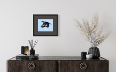 Color photographic print of a Pileated woodpecker in full flight (8×10)