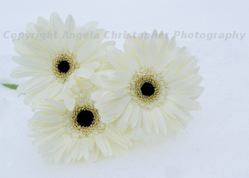 Original ACEO 2.5 x 3.5 inches photo art print WHITE GERBERA DAISIES flowers 