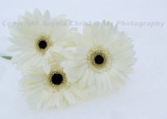 Original ACEO 2.5 x 3.5 inches photo art print WHITE GERBERA DAISIES flowers 