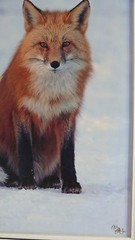 JUDY DEIST PHOTOGRAPH RED FOX OPEN EDITION