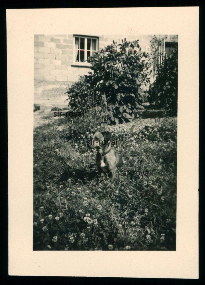 Dachshund Sitting in the Grass – 1930s – Teckel Dachshund Dog – Photo 5x8cm