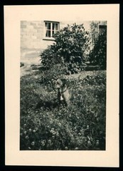 Dachshund Sitting in the Grass – 1930s – Teckel Dachshund Dog – Photo 5x8cm