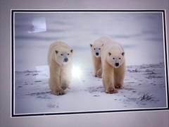Polar Bear Nature Signed Limited Edition Framed Art Print